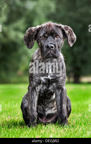 Crossbreed of Cane corso Italiano with Mastino napoletano / Neapolitan Mastiff in garden Stock Photo