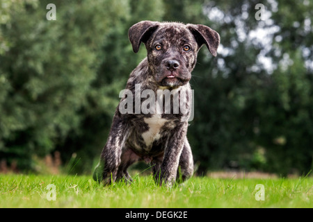 Crossbreed of Cane corso Italiano with Mastino napoletano / Neapolitan Mastiff in garden Stock Photo