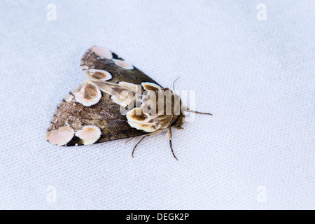 Peach Blossom Moth; Thyatira batis; UK Stock Photo