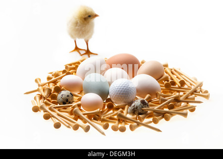 Fellow chick standing by eggs,golf ball and tees Stock Photo