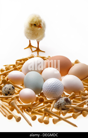 Fellow chick standing by eggs,golf ball and tees Stock Photo