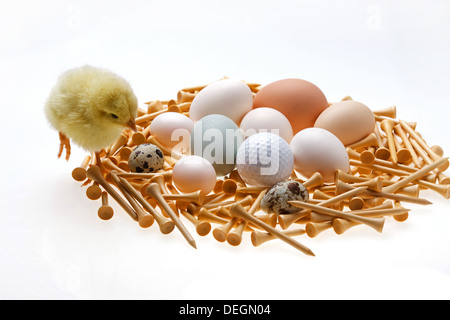 Fellow chick standing by golf tees and eggs Stock Photo