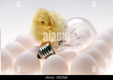 Fellow chick standing on eggs with light bulb Stock Photo