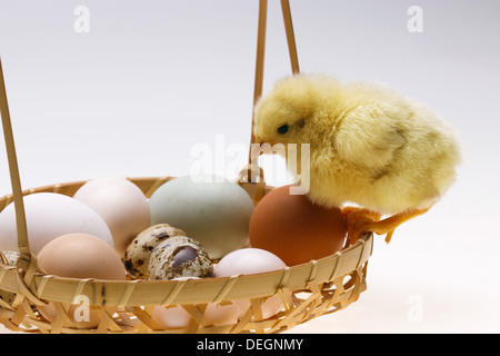 Fellow chick on a basket of eggs Stock Photo