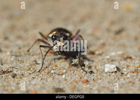 Northern dune Tiger Beetle (Cicindela hybrida) Stock Photo