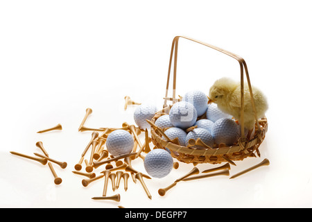 Fellow chick standing on a basket of golf balls and tees Stock Photo