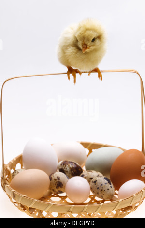 Fellow chick on a basket of eggs Stock Photo