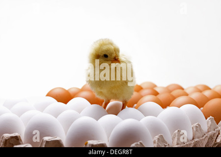 Fellow chick standing on eggs Stock Photo