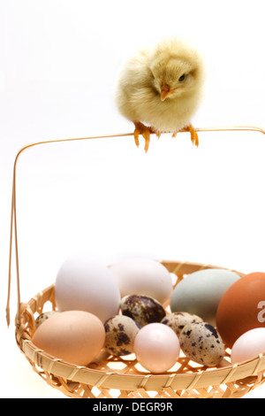 Fellow chick standing on a basket of eggs Stock Photo