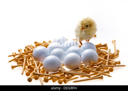 Fellow chick standing on golf balls and tees Stock Photo