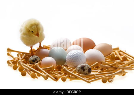 Fellow chick standing on eggs and golf ball Stock Photo