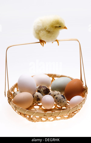 Fellow chick standing on a basket of eggs Stock Photo