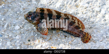 One little mediterranean fish Stock Photo
