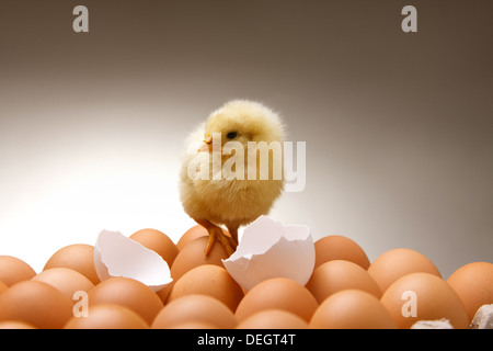 Fellow chick standing on eggs with broken eggshell Stock Photo