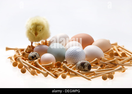 Fellow chick standing by eggs,golf ball and tees Stock Photo