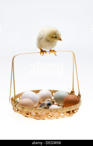 Fellow chick standing on a basket of eggs Stock Photo