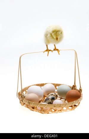 Fellow chick standing on a basket of eggs Stock Photo