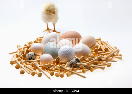Fellow chick standing by eggs,golf ball and tees Stock Photo