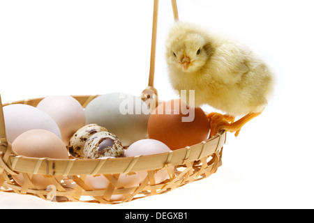 Fellow chick on a basket of eggs Stock Photo