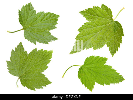 Black currant leaf set isolated on white Stock Photo