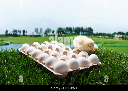 Fellow chick standing on eggs Stock Photo