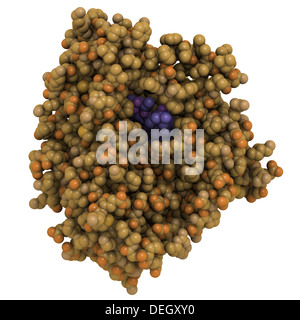 Cytochrome p450 (CYP3A4) protein molecule. Liver enzyme that plays an important role in drug detoxification. Stock Photo