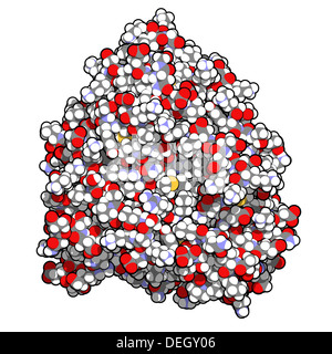 Cytochrome p450 (CYP3A4) protein molecule. Liver enzyme that plays an important role in drug detoxification. Stock Photo