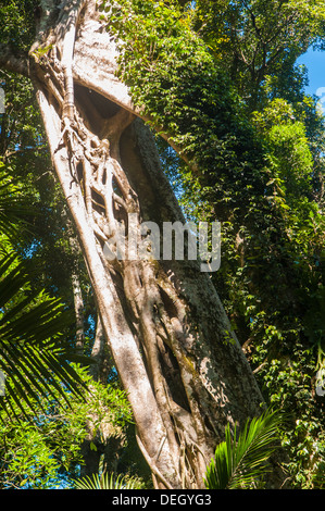 Strangler fig, Mt. Mitchell, Main Range National Park, Queensland, Australia Stock Photo