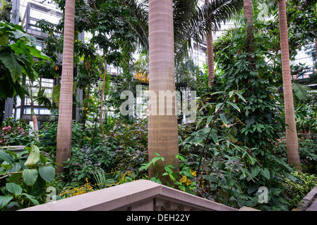 Greenhouse interior, US Botanic Garden, Washington DC, USA Stock Photo