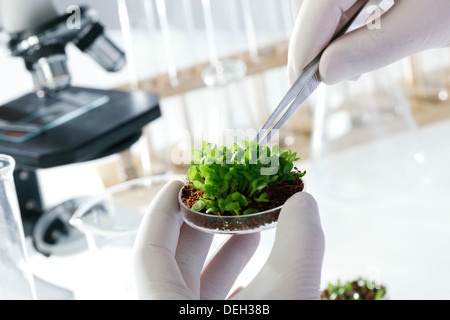 Asian people engaging in nurturing research Stock Photo