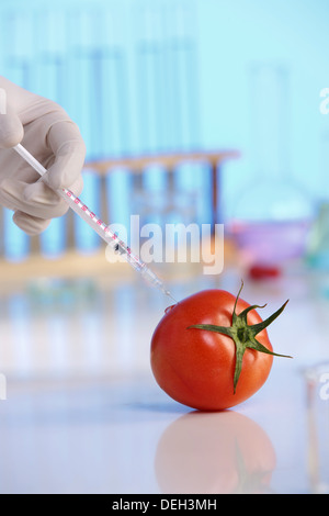 injecting tomato with injector  Stock Photo