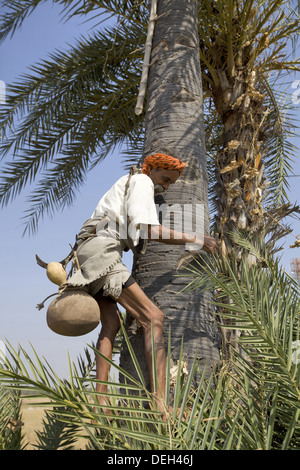 Man climbing palm tree for toddy, Bhil tribe, Madhya Pradesh, Chada near Mandala district, India. Stock Photo