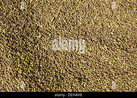 Lentils, Orissa, India Stock Photo