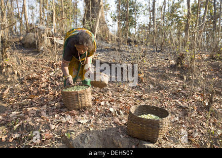 Woman collecting mahua fruit, Orissa, India Stock Photo