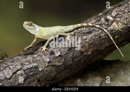 dwarf spiny lizard, acanthosaura lepidogaster Stock Photo