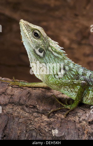 green crested lizard, bronchocela jubata Stock Photo