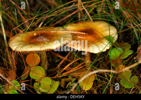 Tiny uneatable mushrooms growing in the forest Stock Photo