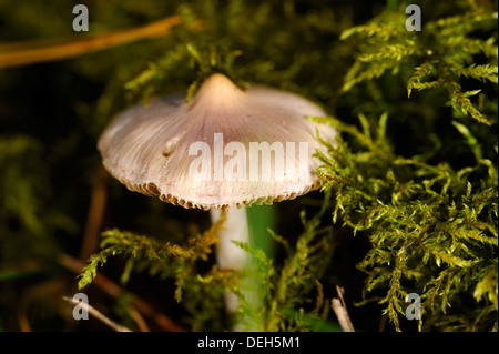 Tiny uneatable mushroom growing in the forest Stock Photo