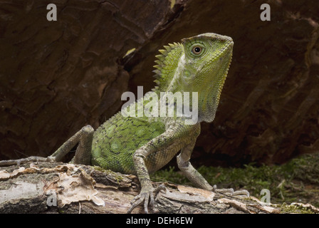 javan humphead lizard, gonocephalus chamaeleontinus Stock Photo