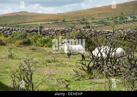 View towards Sharp Tor on Dartmoor with small group of sheep by dry-stone wall in foreground Stock Photo