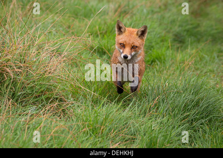 Red Fox running through grass Stock Photo