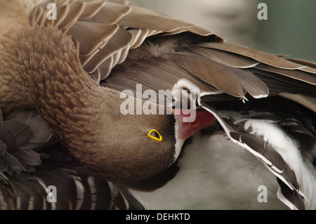 Lesser white fronted goose preening - Anser erythropus Stock Photo