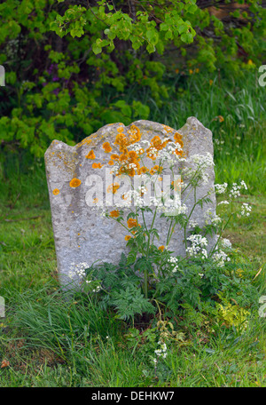 Gravestone with lichen. Church of Saint Peter, Westleton, Suffolk, England, United Kingdom, Europe. Stock Photo