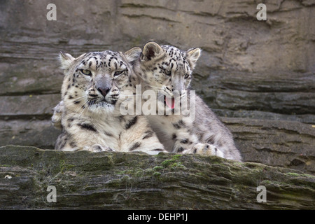 Snow Leopard with her 5 months old cub Stock Photo