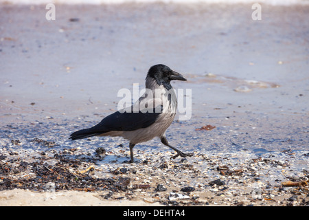 Hooded crow on the seaside - Corvus cornix. Stock Photo