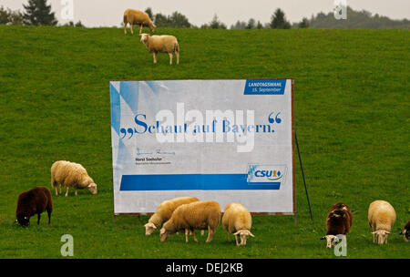 A flock of sheep graza on a meadow next to an election poster of the CSU (Bavarian Christian Social Union) in Frasdorf, Germany, 19 September 2013. Photo: Diether Endlicher Stock Photo
