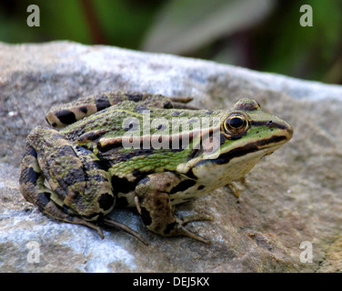 Close-up of a Eurasian Marsh Frog (Pelophylax ridibundus) posing on a rock Stock Photo