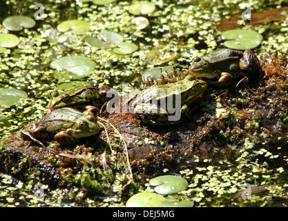 Close-up of a group of 4 Eurasian Marsh Frogs(Pelophylax ridibundus) posing on a tree stump along the water's edge Stock Photo