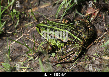Close-up of a Eurasian Marsh Frog (Pelophylax ridibundus) Stock Photo