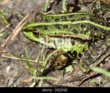 Close-up of a Eurasian Marsh Frog (Pelophylax ridibundus) Stock Photo